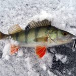 How Deep to Ice Fish for Perch