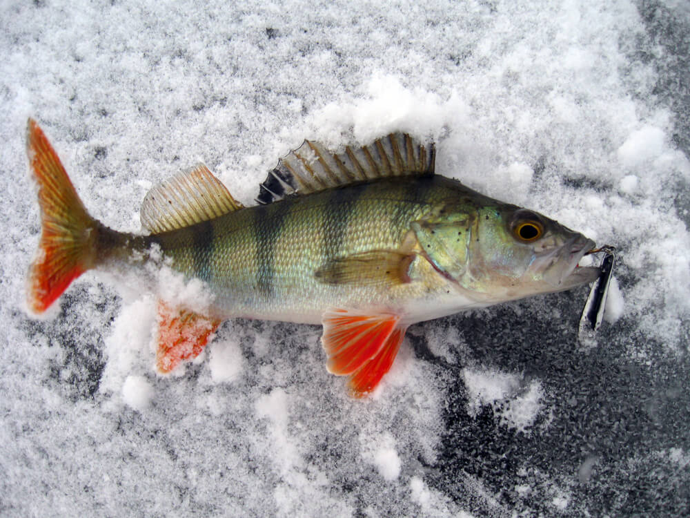 How Deep to Ice Fish for Perch