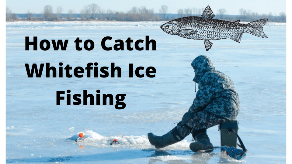 How to catch Whitefish